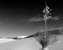 Yucca in the morning - White Sands Natl Monument - NM